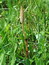 Equisetum arvense, Ackerschachtelhalm, Färbepflanze, Färberpflanze, Pflanzenfarben,  färben, Klostergarten Seligenstadt